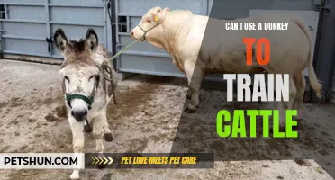 Using a Donkey to Train Cattle: The Surprising Benefits