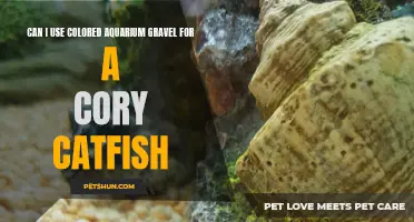 Colored Aquarium Gravel: Is it Safe for Cory Catfish?