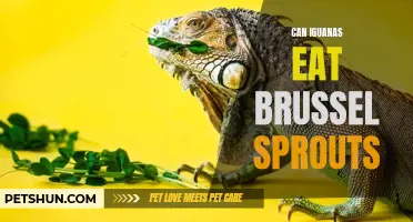 Can Iguanas Eat Brussels Sprouts? The Lowdown on This Leafy Green for Your Pet Iguana