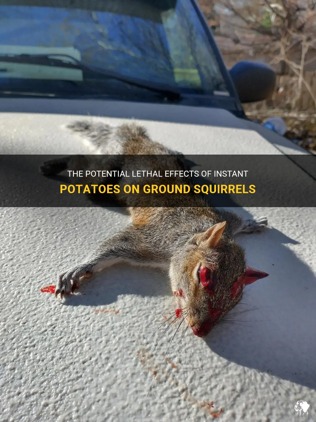 can instant potatoes kill ground squirrels