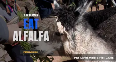 The Benefits and Considerations of Feeding Llamas Alfalfa