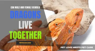 Can Male and Female Bearded Dragons Live Together? The Ultimate Guide