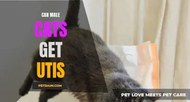 Male Cats and UTIs: Can They Suffer from It?