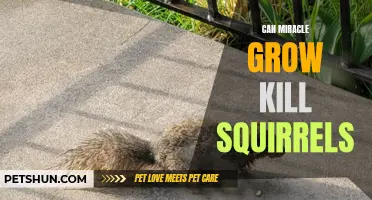 Could Using Miracle-Gro Harm Squirrels? A Closer Look at the Impact of Miracle-Gro on Squirrels