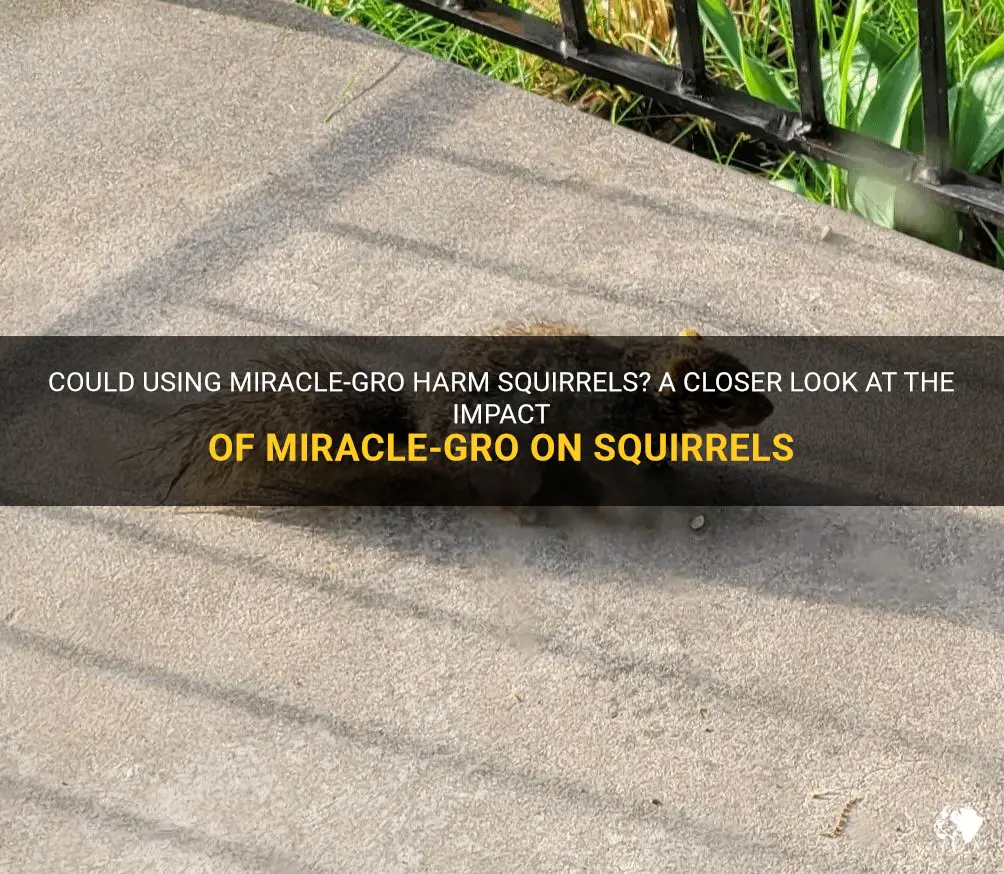 can miracle grow kill squirrels