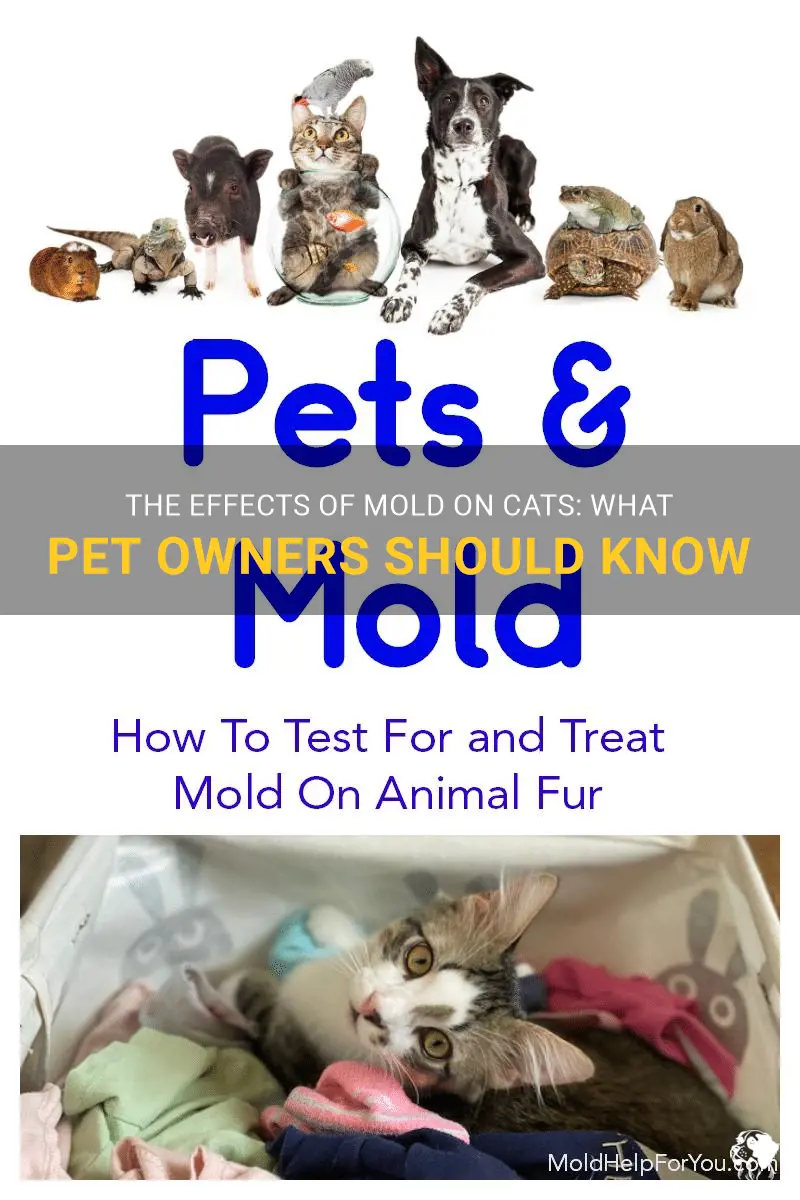 can mold affect cats