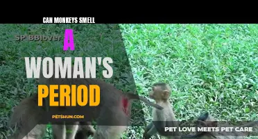 Do Monkeys Have the Ability to Smell a Woman's Period?