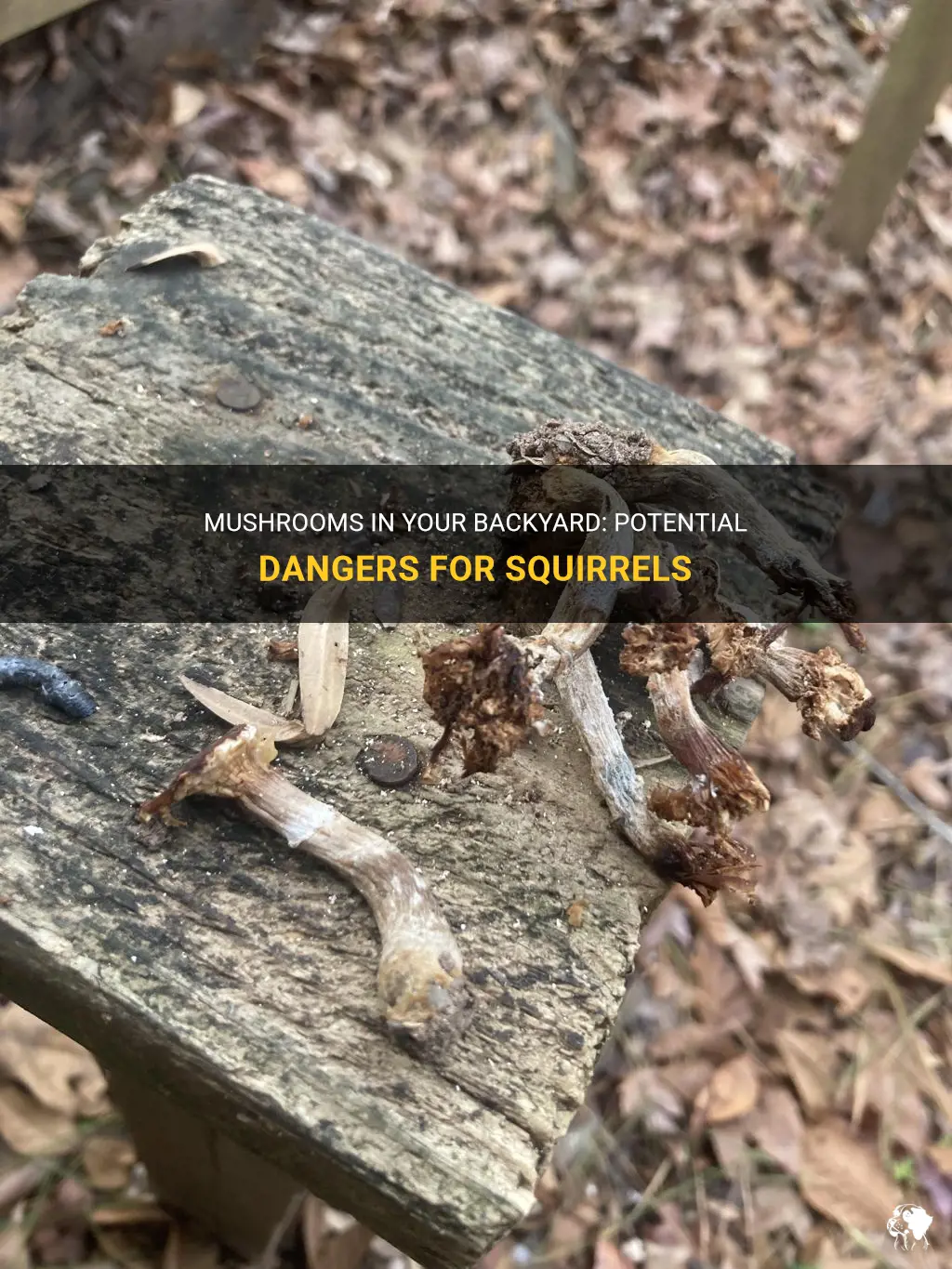 can mushrooms in backyard kill squirrels