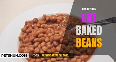 Are Baked Beans Safe for Dogs to Consume?