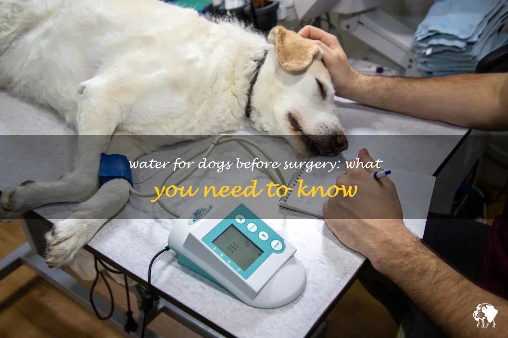 can my dog have water before surgery