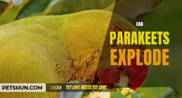 Exploring the Myth: Can Parakeets Really Explode?