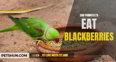 Can Parrotlets Eat Blackberries? Discover the Answer Here