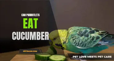 Can Parrotlets Eat Cucumber? All You Need to Know