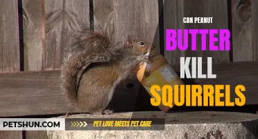The Potential Fatality: Does Peanut Butter Spell Doom for Squirrels?