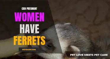 Can Pregnant Women have Ferrets? A Guide to Ferret Ownership during Pregnancy