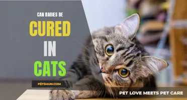 Can Rabies be Cured in Cats: What You Need to Know