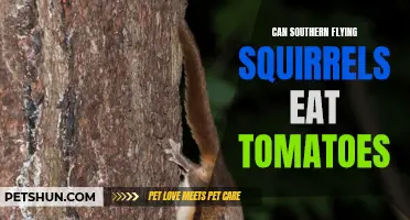 Can Southern Flying Squirrels Eat Tomatoes? Your Guide to Squirrel Feeding Habits