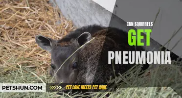 Understanding if Squirrels Can Develop Pneumonia and How to Prevent It
