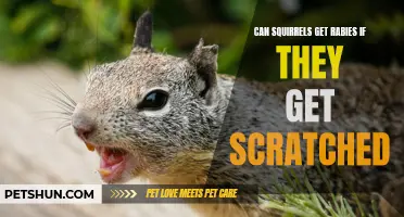 Can Squirrels Get Rabies From Scratches?