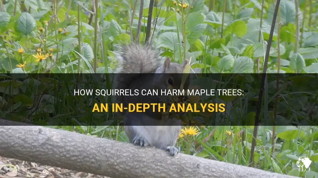 can squirrels kill a maple tree