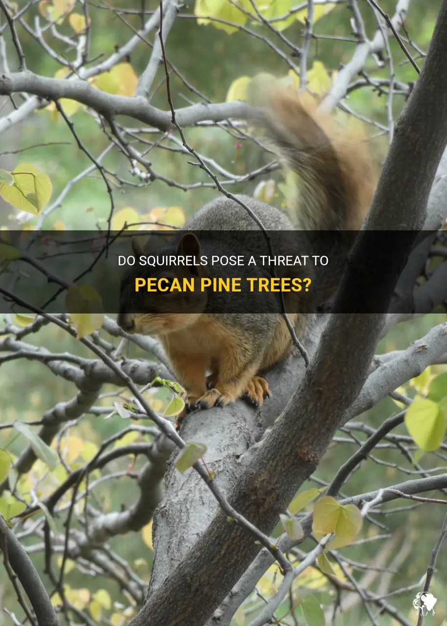 can squirrels kill a pecan pine trees