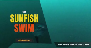 Unraveling the Aquatic Mystery: Can Sunfish Swim?