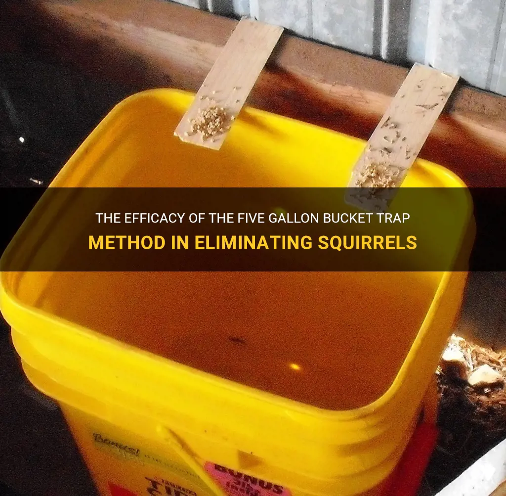 can the five gallon bucket trap method kill a squirrel