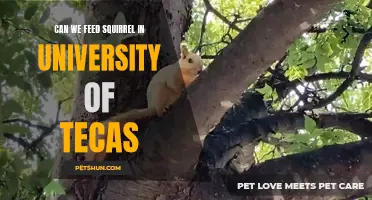 Feeding Squirrels at the University of Texas: A Furry Friend on Campus