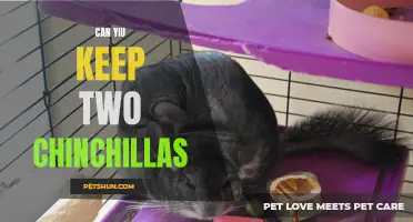 Keeping Two Chinchillas: The Dos and Don'ts of Pairing Chinchilla Companions