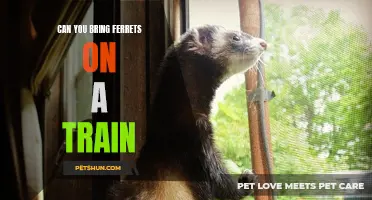 Is It Permitted to Bring Ferrets on a Train?