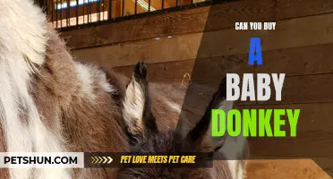 Is It Possible to Purchase a Baby Donkey?