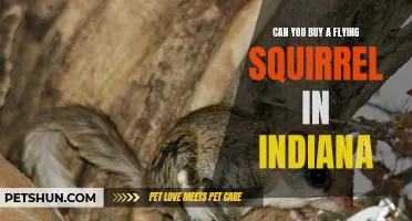 Where to Find and Buy Flying Squirrels in Indiana