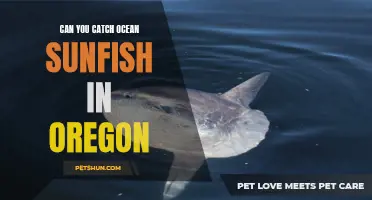 Fishing for Ocean Sunfish in Oregon: A Guide to Catching These Majestic Creatures