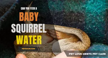 Feeding a Baby Squirrel: Is Water a Safe Option?