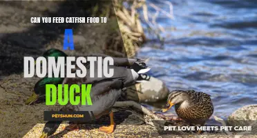 Feeding Catfish Food to Domestic Ducks: Is It Safe and Nutritious?