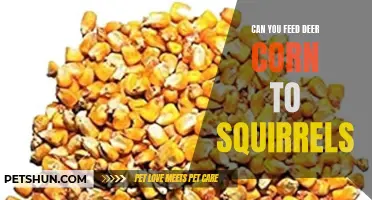 Feeding Deer Corn to Squirrels: Is It Safe and Nutritious?