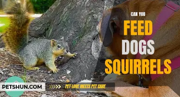 Feeding Squirrels to Dogs: Is it Safe?