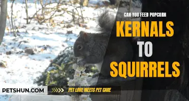 Feeding Popcorn Kernels to Squirrels: What You Need to Know