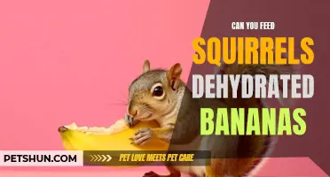 Feeding Squirrels: Can Dehydrated Bananas Be a Healthy Option?