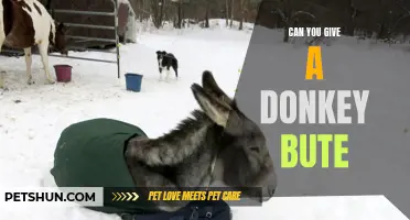 Exploring the Use of Bute for Donkeys: Is It Safe and Effective?