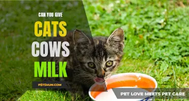 Can You Give Cats Cow's Milk? The Truth About Feeding Cats Dairy