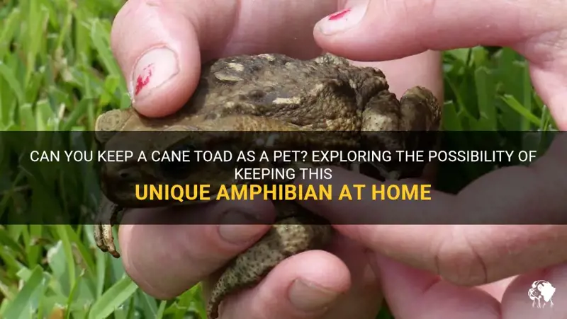 Can You Keep A Cane Toad As A Pet? Exploring The Possibility Of Keeping ...