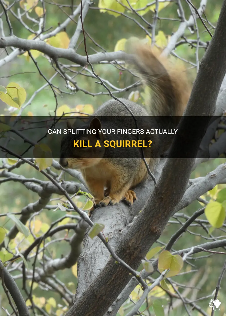 can you kill a squirrel by splitting your fingers