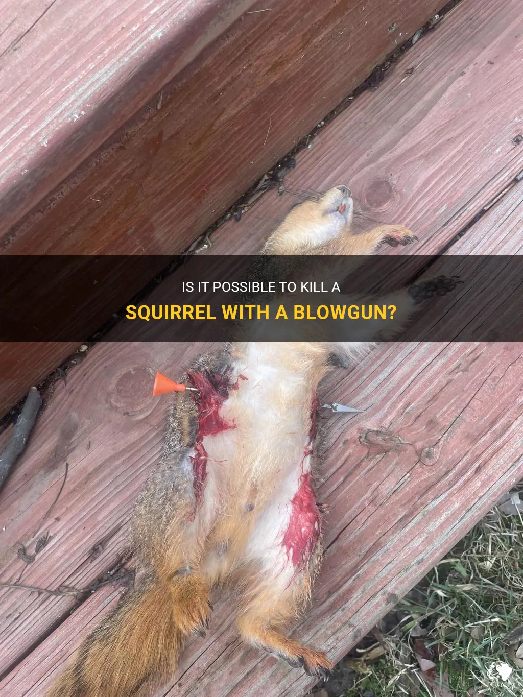 can you kill a squirrel with a blowgun