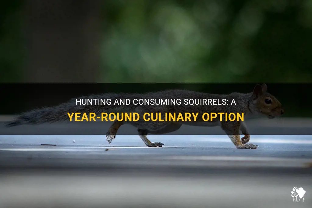 can you kill and eat squirrel year round