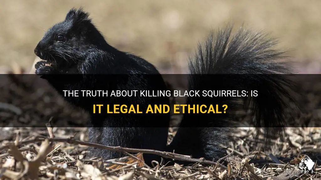 can you kill black squirrels