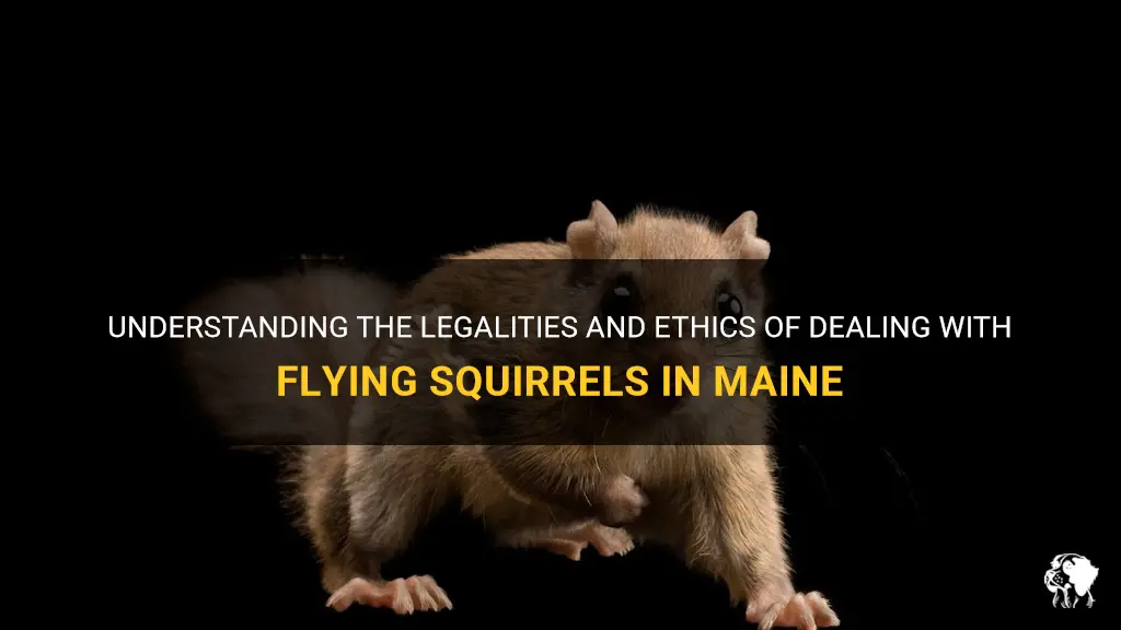 can you kill flying squirrels in Maine