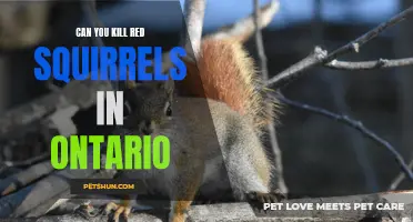 Can You Kill Red Squirrels in Ontario? Exploring the Controversy Surrounding Squirrel Control
