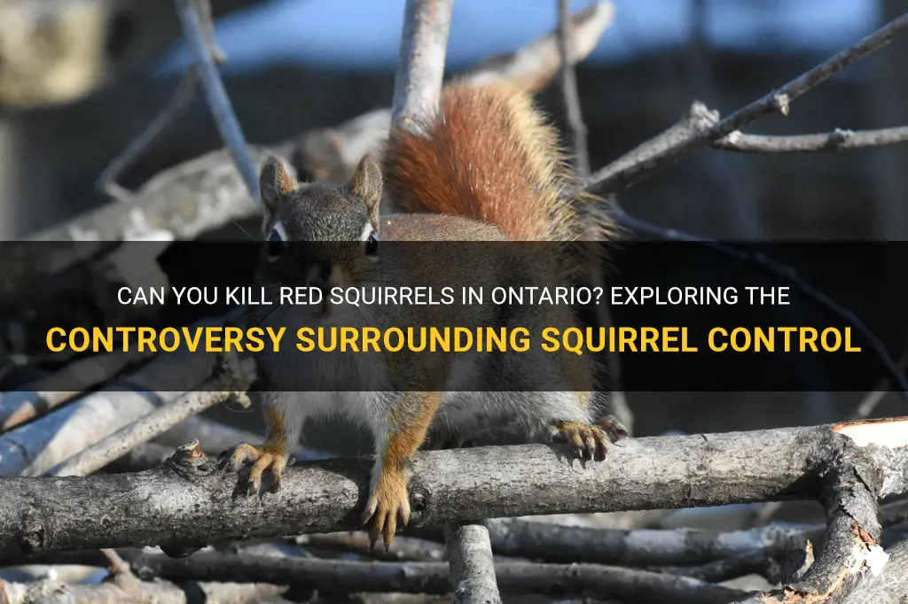 can you kill red squirrels in ontario