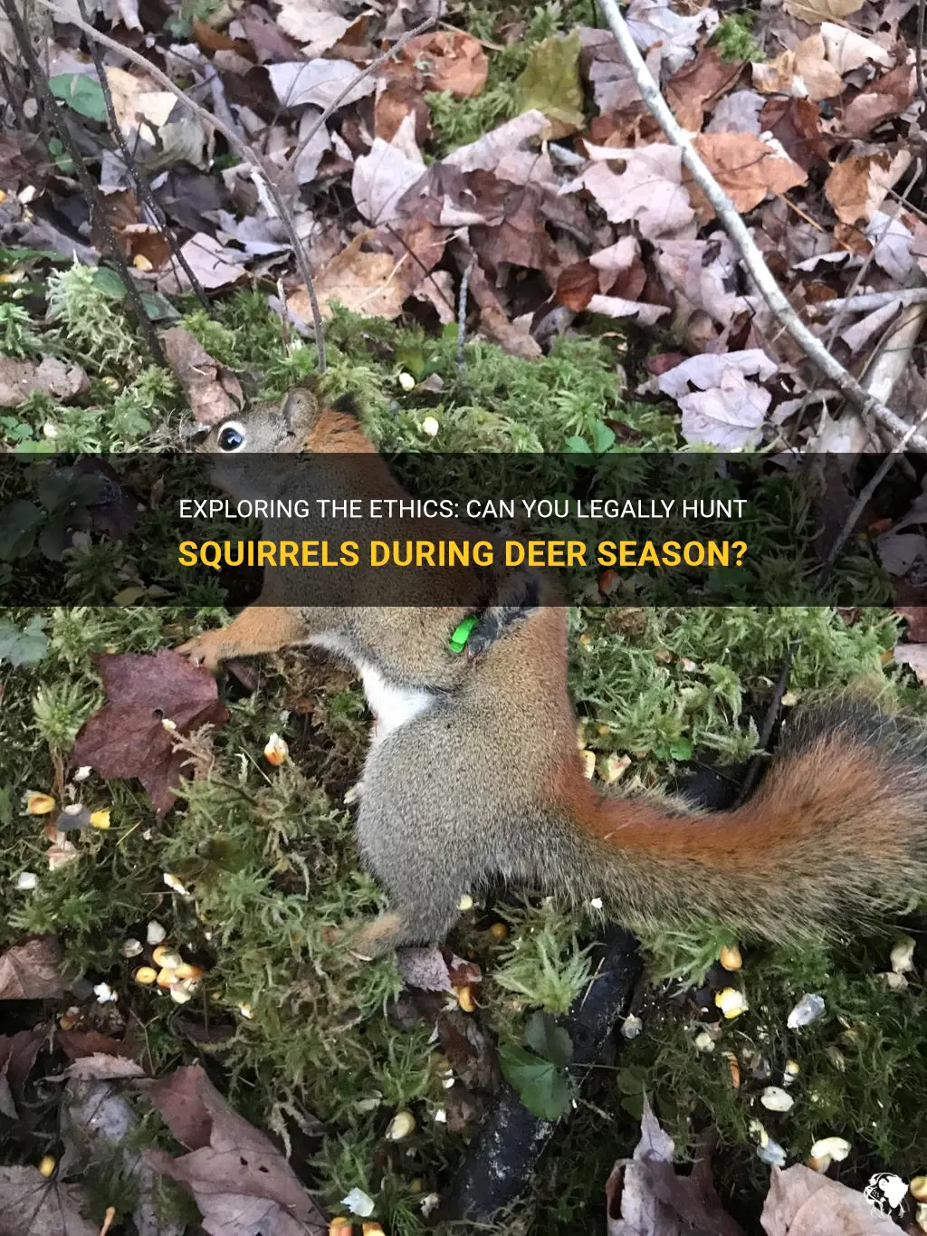 can you kill squirrel during deer hunting